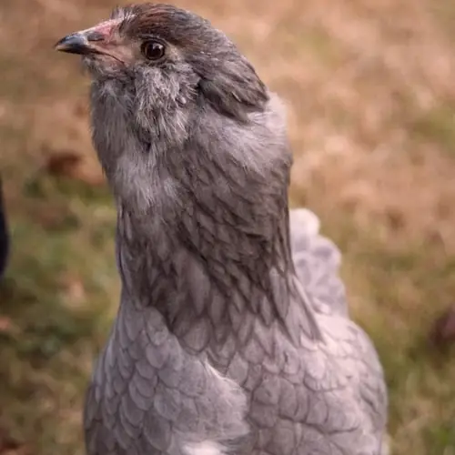 Ameraucana