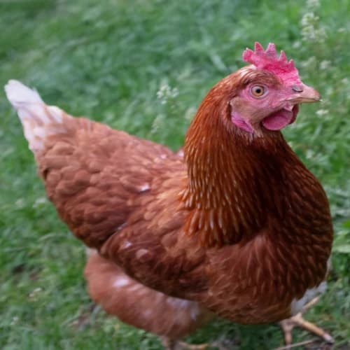 ISA Brown hen