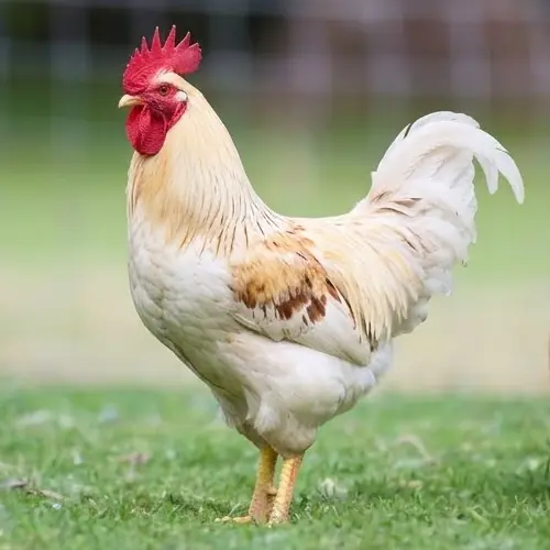 ISA Brown rooster