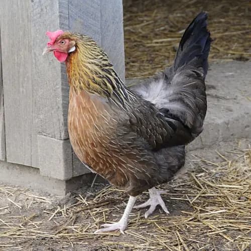 Leghorn