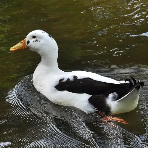 Ancona drake