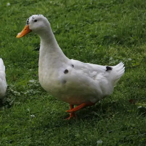 Ancona duck