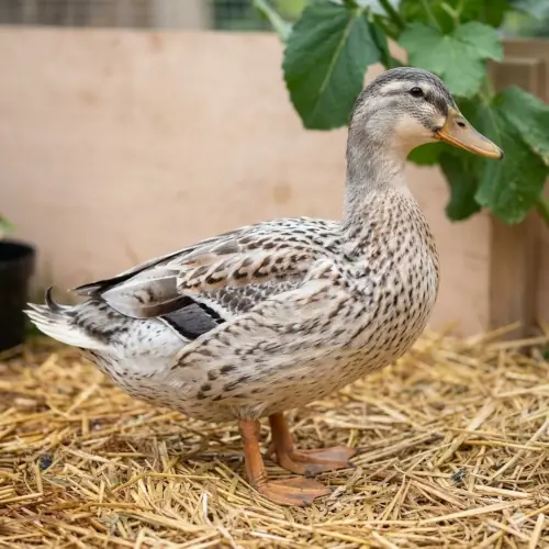 Silver Appleyard