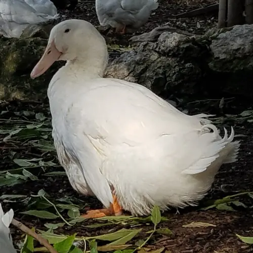 Aylesbury drake