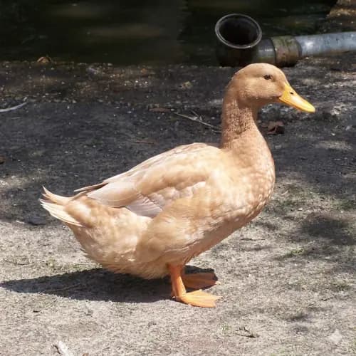Buff Orpington