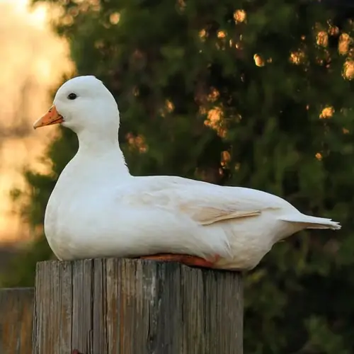 Call duck