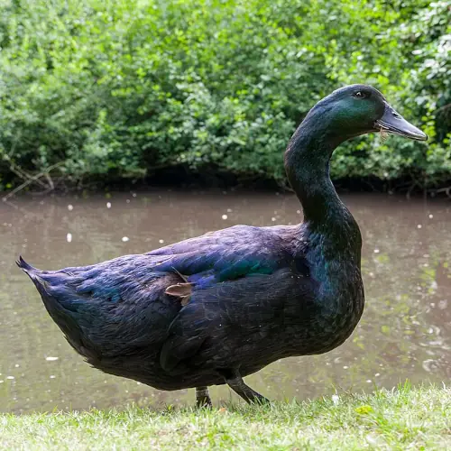 Cayuga
