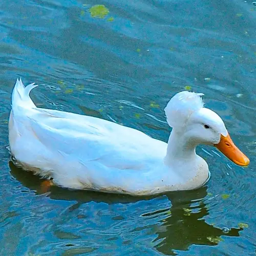 Crested drake
