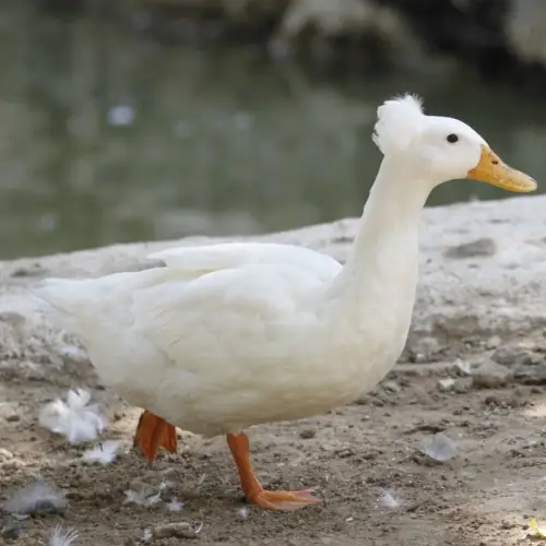 Crested duck