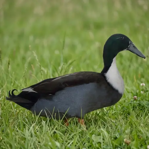Dutch Hookbill drake