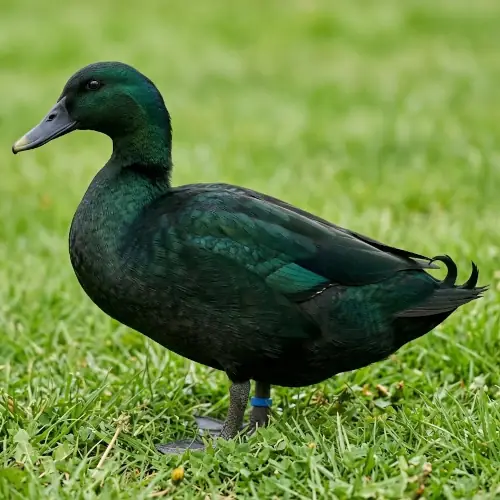 East Indian drake