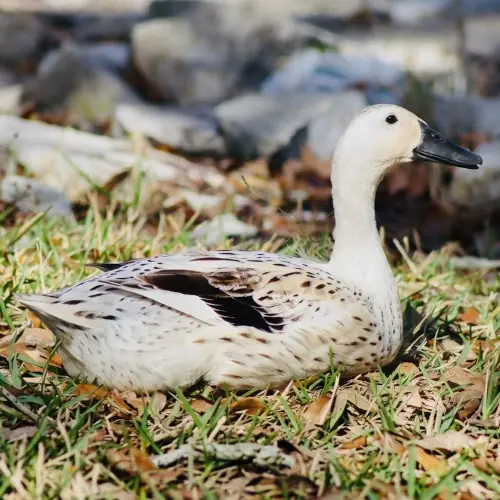 Welsh Harlequin duck