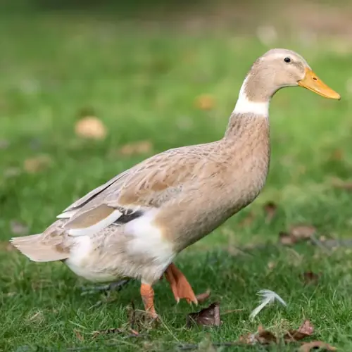 Indian Runner duck