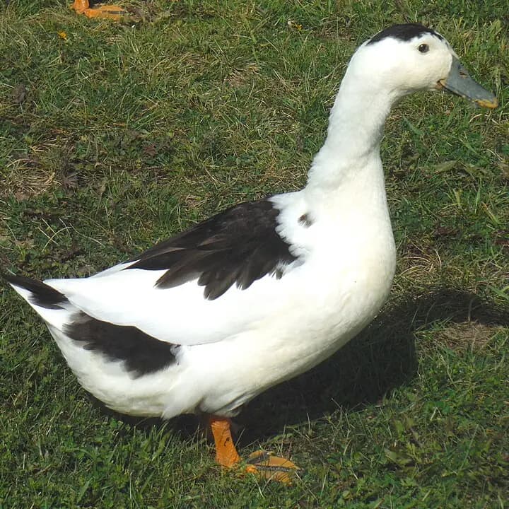 Magpie