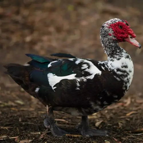 Muscovy drake