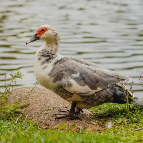 Muscovy
