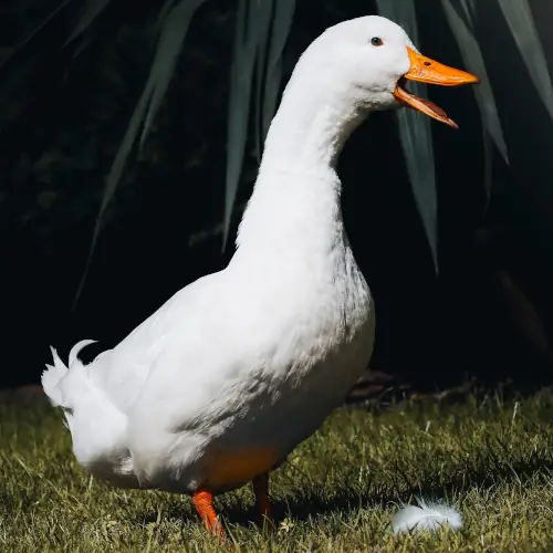 Pekin drake