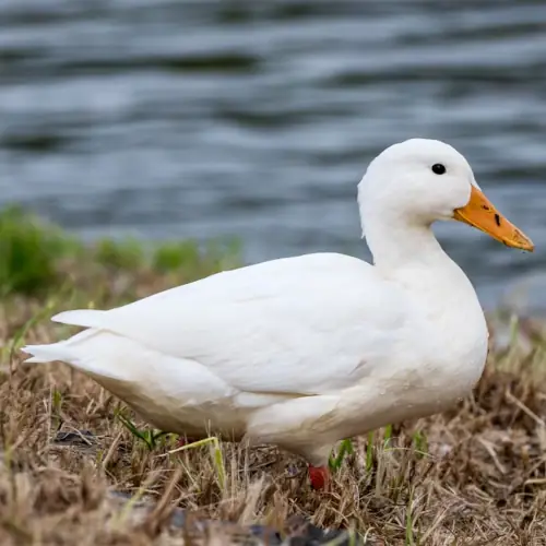 Pekin duck