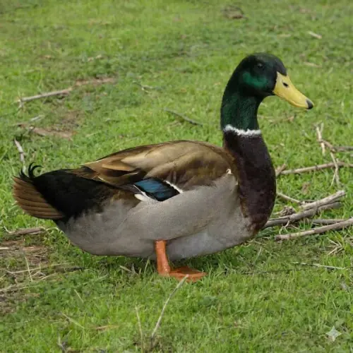 Rouen drake