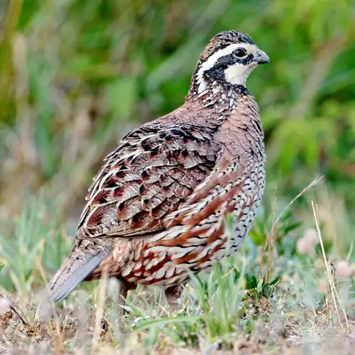 Northern Bobwhite