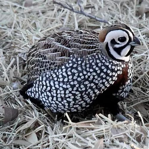 Montezuma Quail