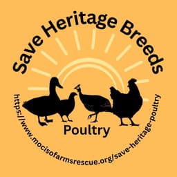 SAVE HERITAGE BREEDS POULTRY/MOCISO FARMS RESCUE profile photo