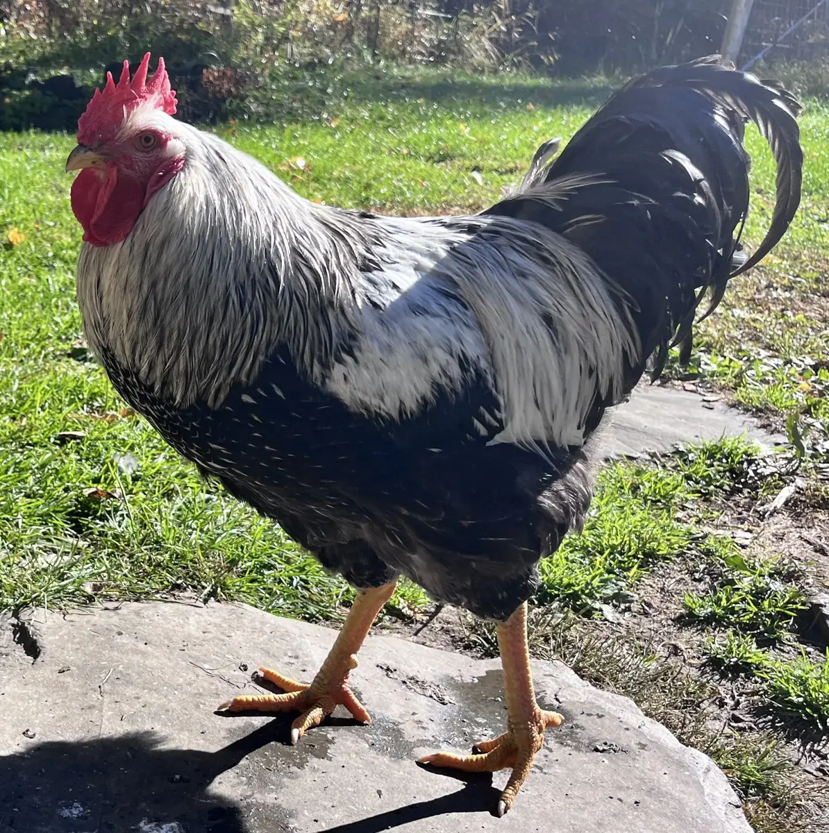1 Americana and 2 Wyandotte's (all roosters)