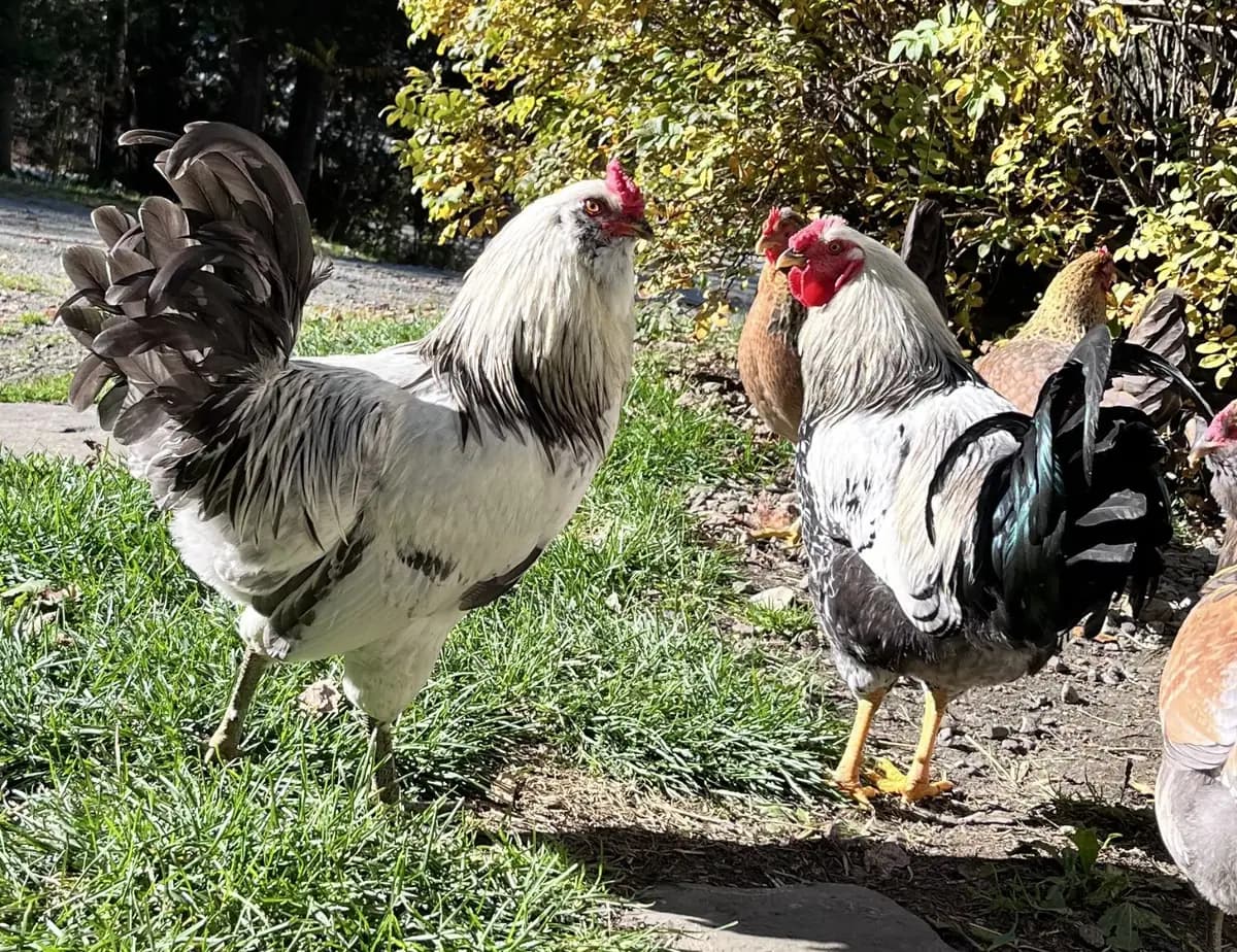 1 Americana and 2 Wyandotte's (all roosters)