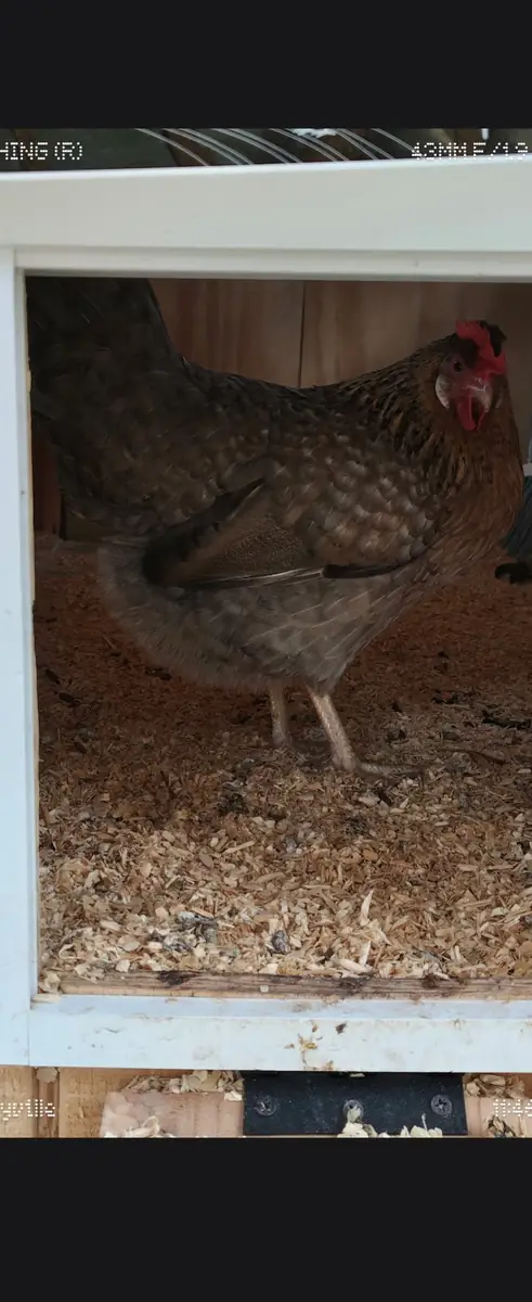 Silkie