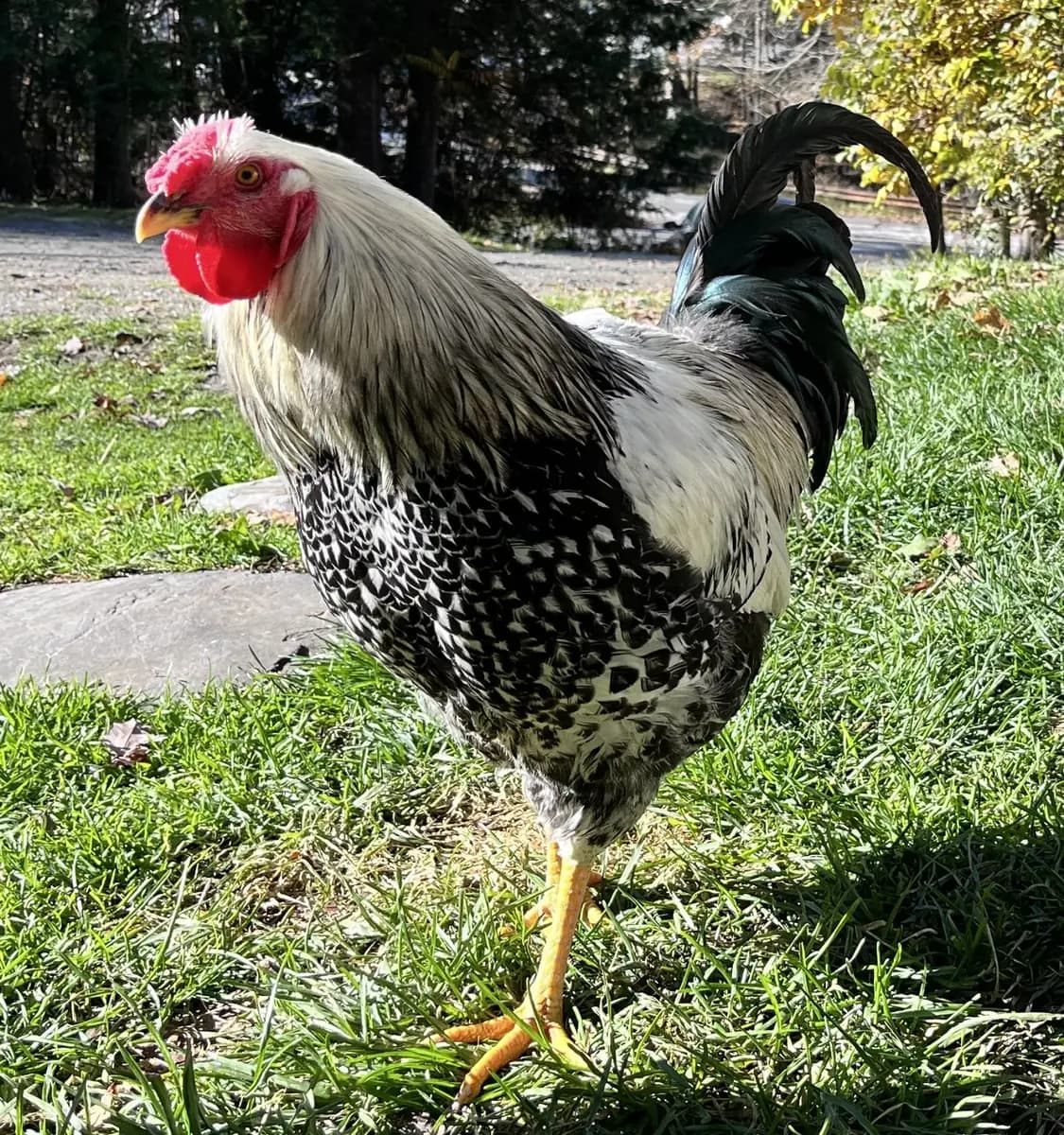 1 Americana and 2 Wyandotte's (all roosters)