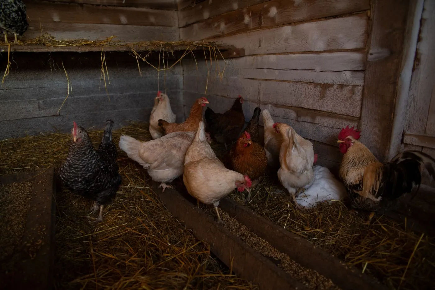 Hens feeding from trough feeders on deep straw litter inside a wooden coop