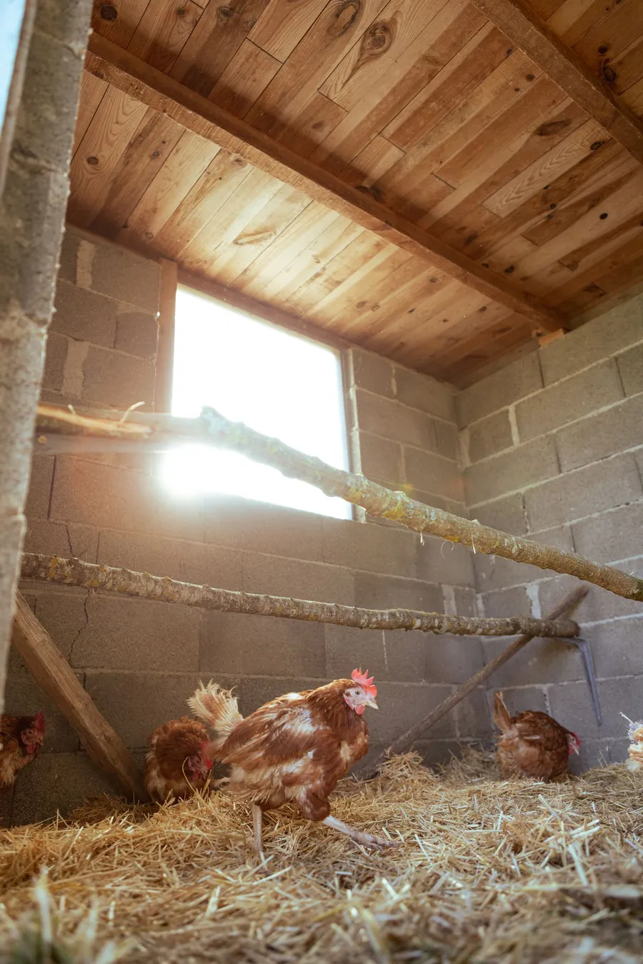 Branch roosts below a high window in a straw-bedded coop