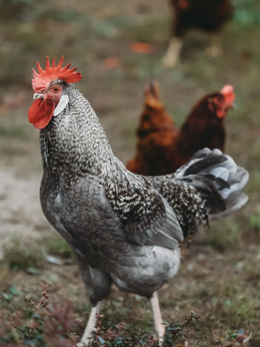A grey speckled rooster standing in front of two brown hens on grass