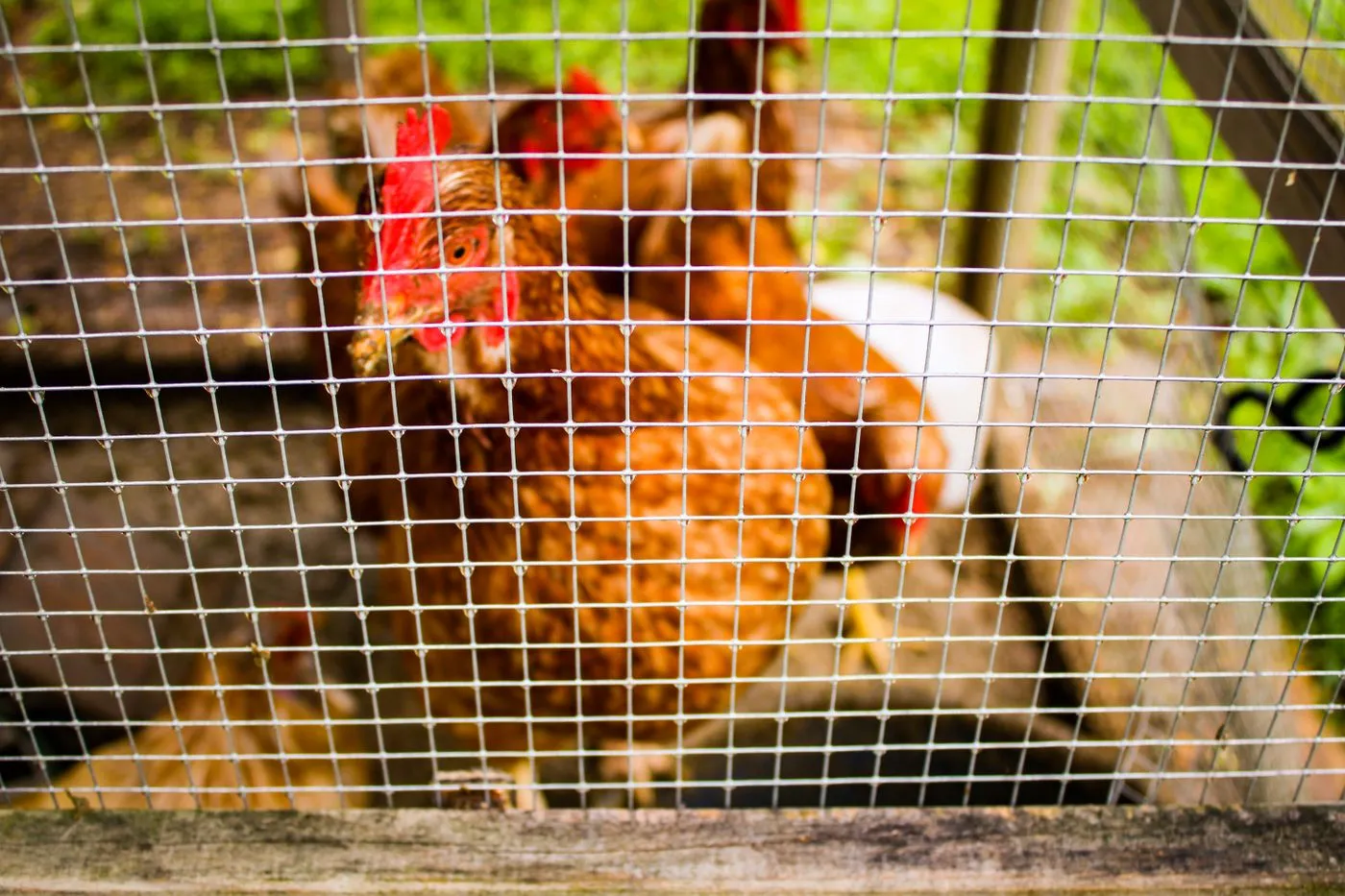 A hen behind close welded-wire mesh on a backyard run