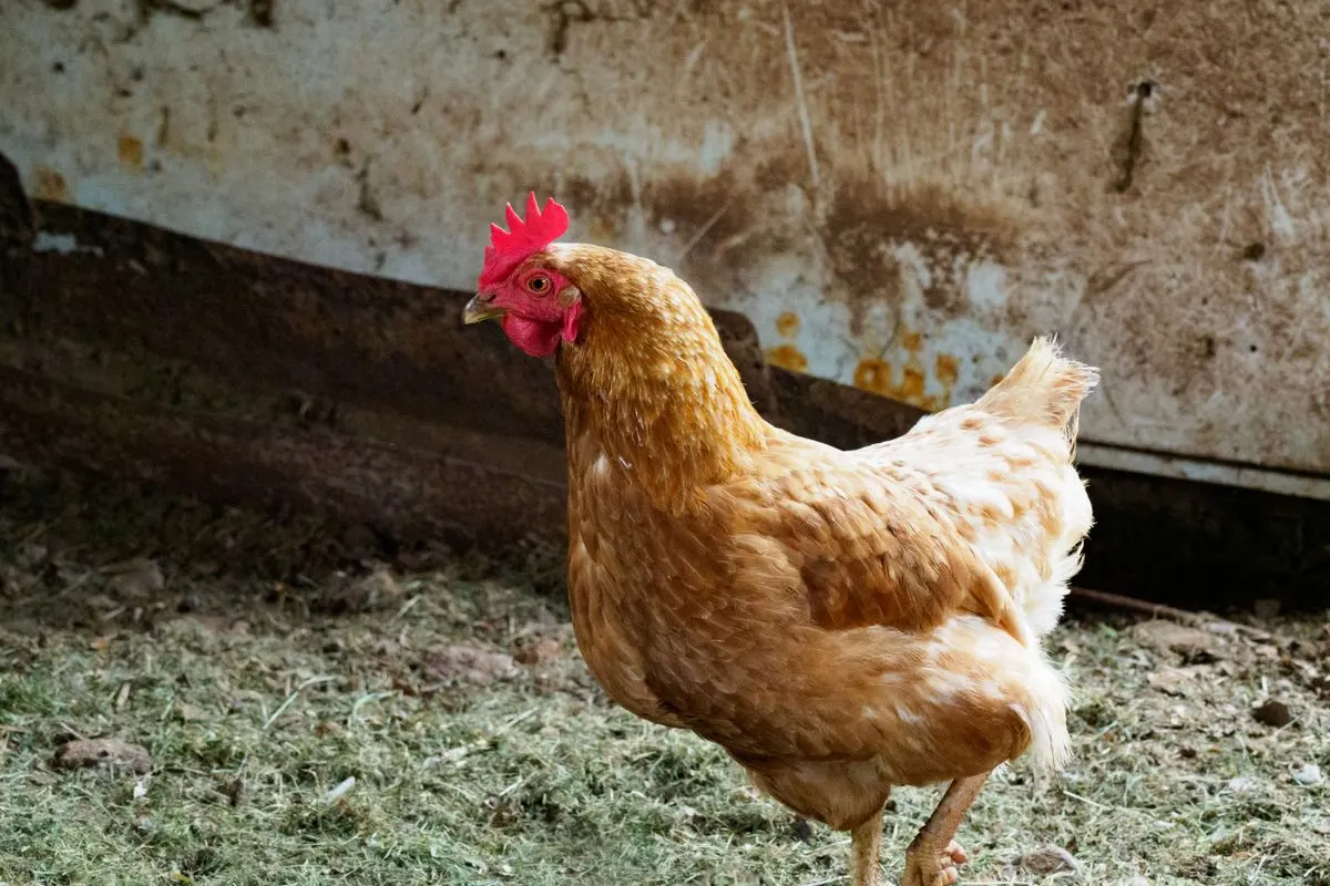 A buff hen walking across a patch of rough grass beside a farm building