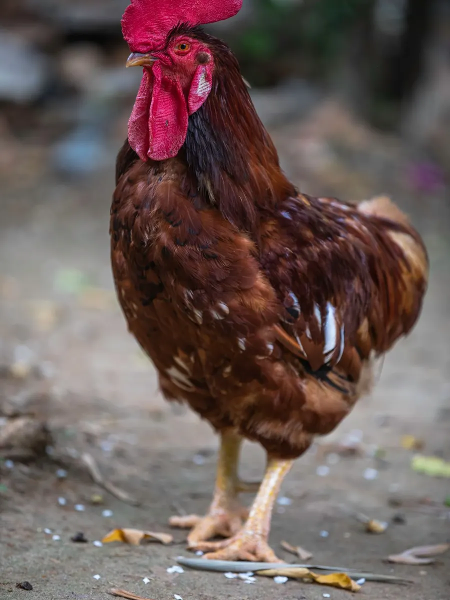 A red rooster standing on bare ground, showing long neck hackles and upright posture