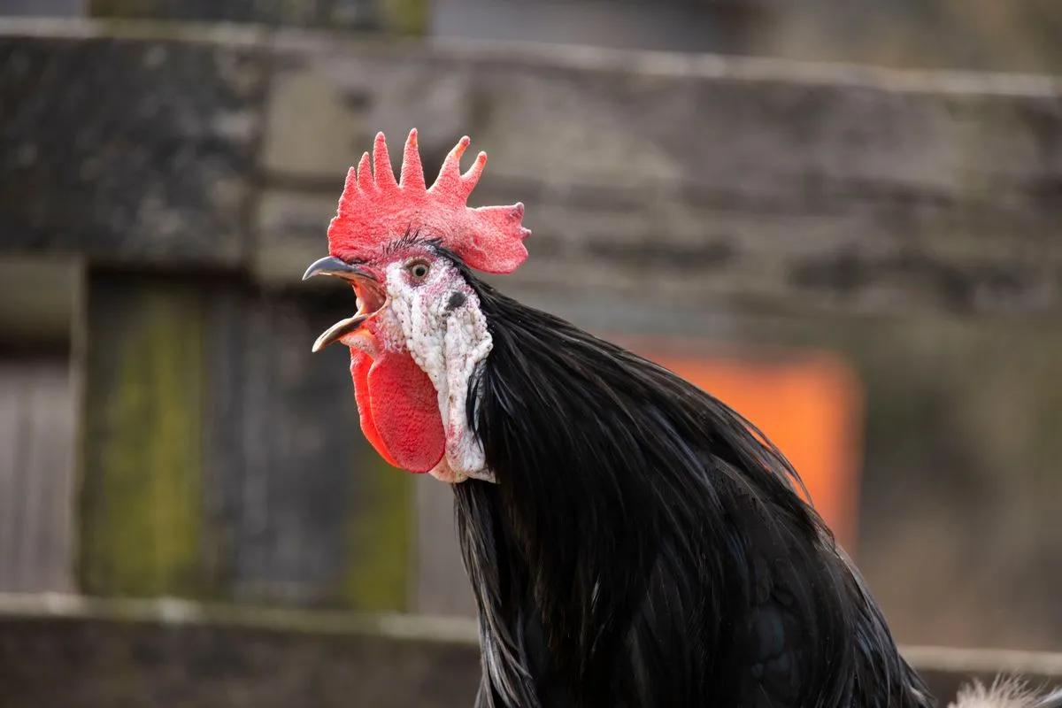 A black rooster mid-crow, beak open, in front of a weathered fence