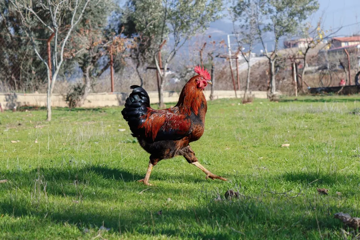 A rooster walking across a fenced lawn with houses visible behind it