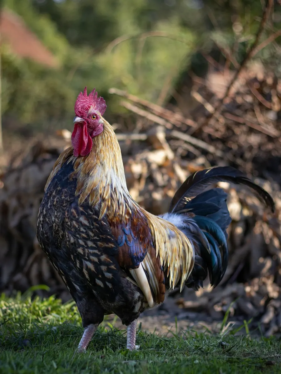 A gold and black rooster standing on grass in front of a brush pile