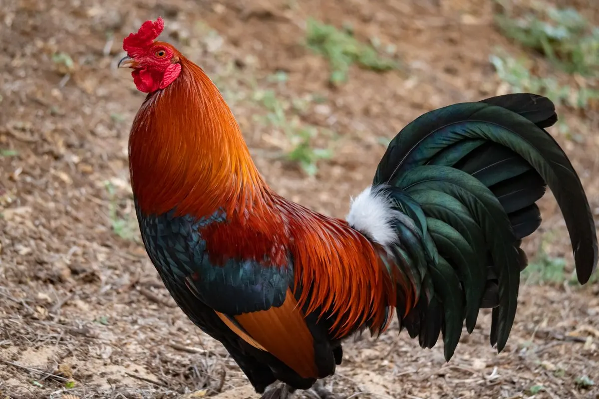 A red and green rooster standing on bare earth