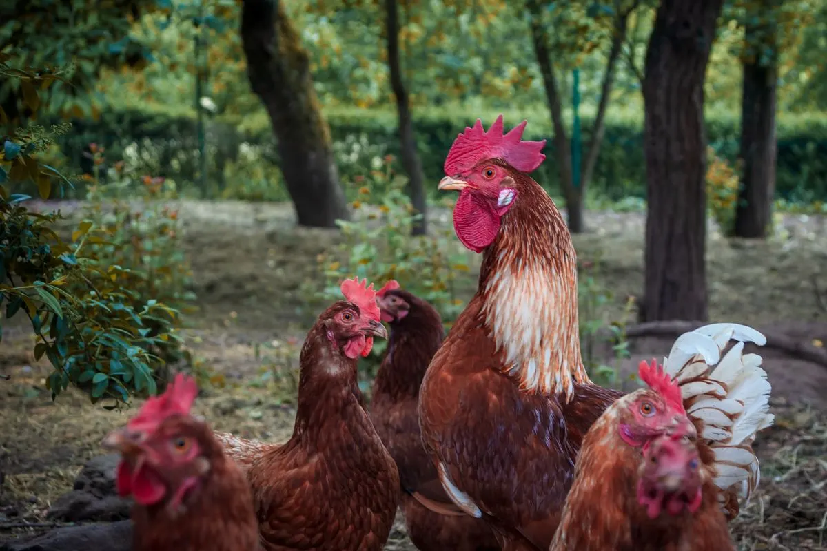 A rooster standing among four hens foraging under trees