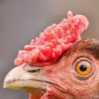Rose comb
