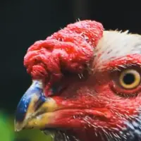 Strawberry comb