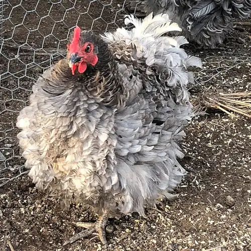 Frizzle