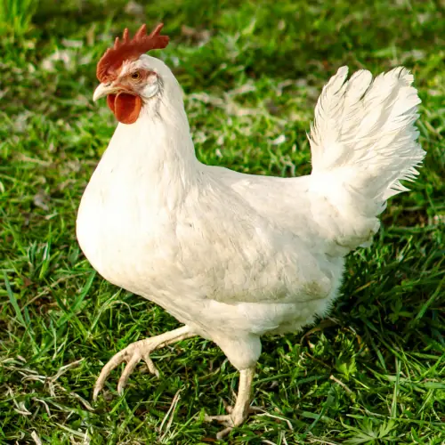 LEGHORN