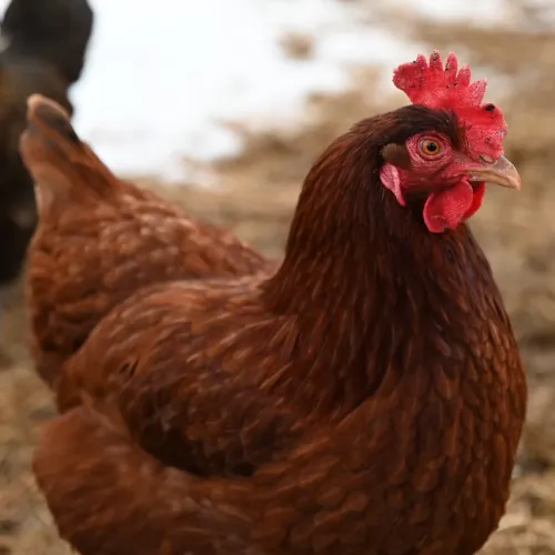 Rhode Island Red