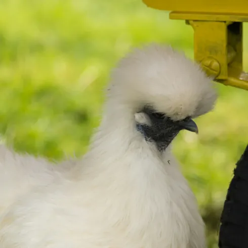 SILKIE