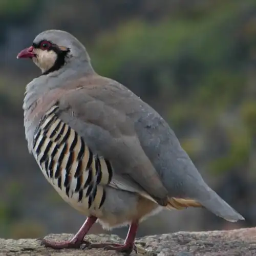 Chukar