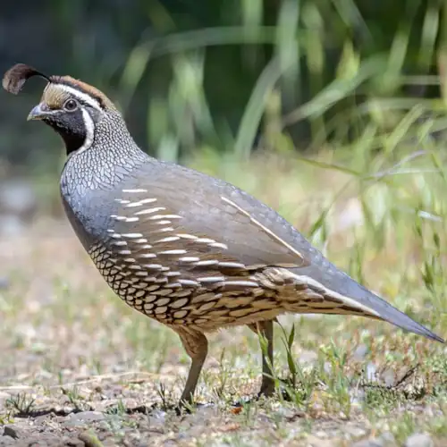 California Quail
