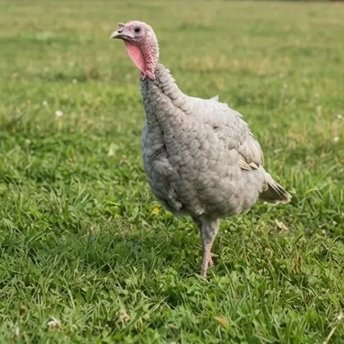 TURKEY
